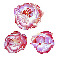 Handwork set of watercolor pink peonies, isolated watercolor illustration. - 203048526
