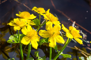 Marsh Marigold in the swapm in spring, Caltha palustris, flowers, selective focus, macro