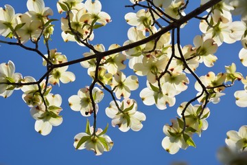 美しい花水木の花が咲いている