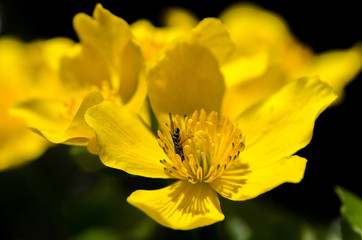 Marsh Marigold in the woods in spring, Caltha palustris, flowers, selective focus, macro