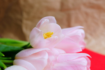 Pink tulip on red paper and brown crumpled paper background, Happy mother's day.