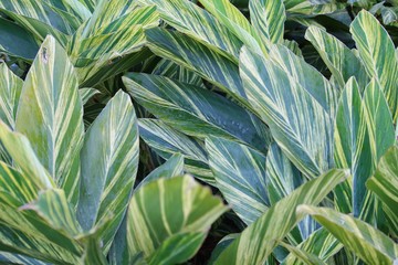 Yellow striped green leaves texture background of tropical variegated ginger plants