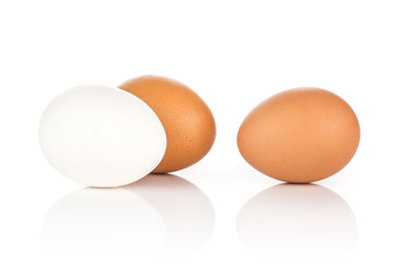 White chicken eggs set isolated on white background one white two brown.
