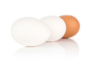 White chicken eggs collection isolated on white background two white one brown.