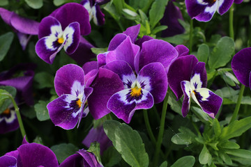 Fototapeta premium Pansies bloom in spring