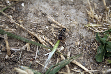 Hormiga Messor Barbarus cargando semilla de cebada