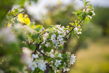 branch of apple tree