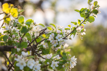 branch of apple tree