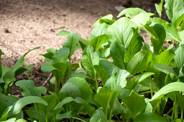 Young Organic fresh green Lettuce growth in natural soil.