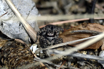 паук-скакунчик