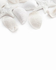 White starfish and shells on white background