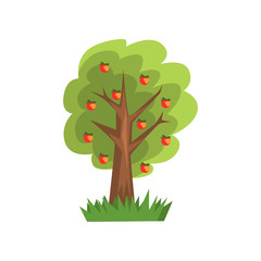 Apple tree vector Illustration on a white background