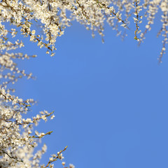 Spring frame with white cherry blossom branches on blue sky. Empty space.