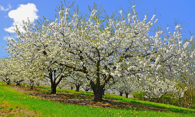 cerisiers lyonnais,