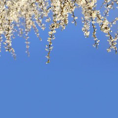 Blossom branch in spring on blue sky with empty space