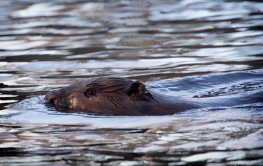  Swimming beaver, Beaver (Castoridae)