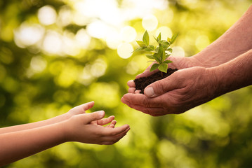 Close up of senior hands giving small plant to a child over defocused green background with copy...