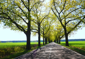Allee mit grünen Bäumen im Frühling