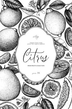 Vintage template. Ink hand drawn design with citrus fruits. Vector illustration. Highly detailed exotic fruit sketch. Engraved style drawing.