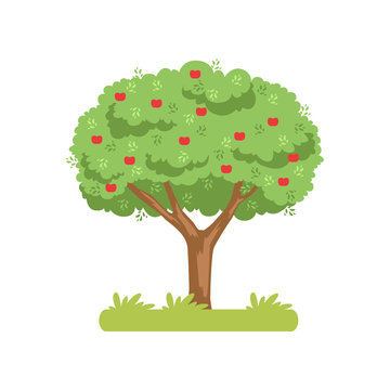 Apple tree, apple harvest vector Illustration on a white background