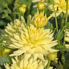 Gelbe Dahlien, Dahlias