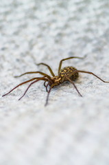 brown scary spider predator insect on a light background in the wild, close-up beautiful spooky spider