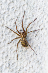 brown scary spider predator insect on a light background in the wild, close-up beautiful spooky spider