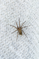 brown scary spider predator insect on a light background in the wild, close-up beautiful spooky spider