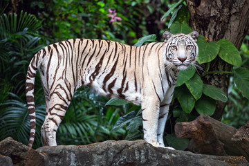 Fototapeta premium Asian white tigers stand on rocks in the natural atmosphere of the zoo.