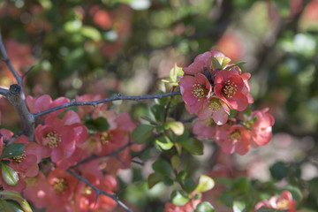 Pink Flowers Quince.