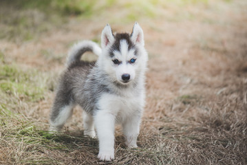 siberian husky puppy on grass