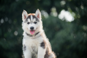 siberian husky puppy  with bokeh sunlight background © lalalululala