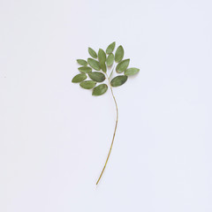 Creative layout made of green eucalyptus leaves. Nature concept. Flat lay, top view.