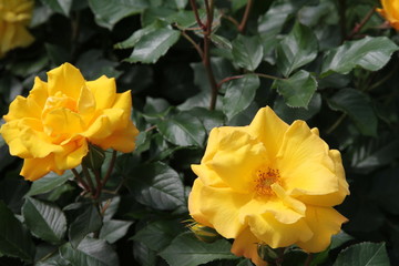 黄色のバラ