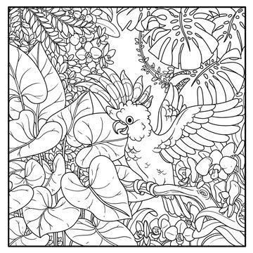 Wild jungle with Major Mitchell's Cockatoo opens wings black contour line drawing for coloring on a white background