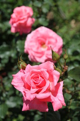 ピンクのバラ