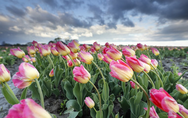 pink tulip field and stormy sky