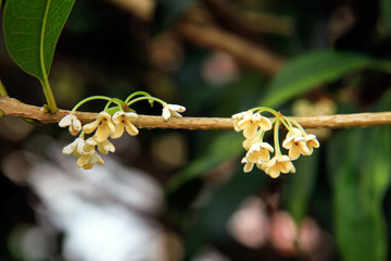 가지 마디 마디마다