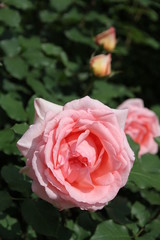 ピンクのバラ