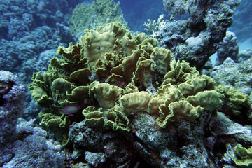 Salatkoralle (Turbinaria mesenterina)