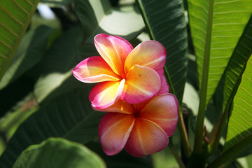 plumeria