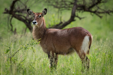 Obraz premium Female waterbuck turns head with tree behind