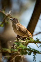 Grey-capped social weaver bird in thorny acacia