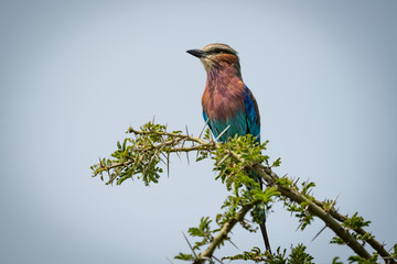 Lilac-breasted roller facing left on thorny branch