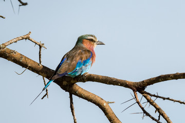 Naklejka premium Lilac-breasted roller perched on thorny acacia branch