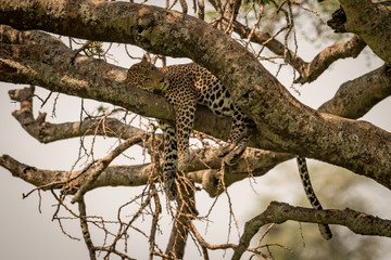 Leopard sleeping on shady branch of tree