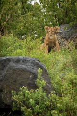 Naklejka na ściany i meble Lion cub sits between rocks in bushes