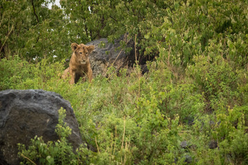 Lion cub staring in rocks and bushes
