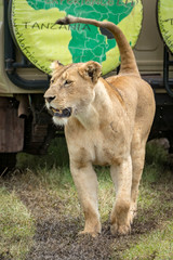 Lioness lifts head while passing safari truck