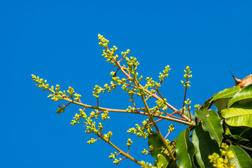 Obraz premium Mango flower with blue sky.